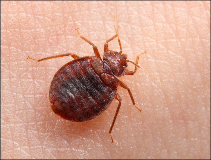 Bed bugs removal perth